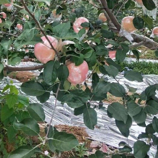平陆县苹果