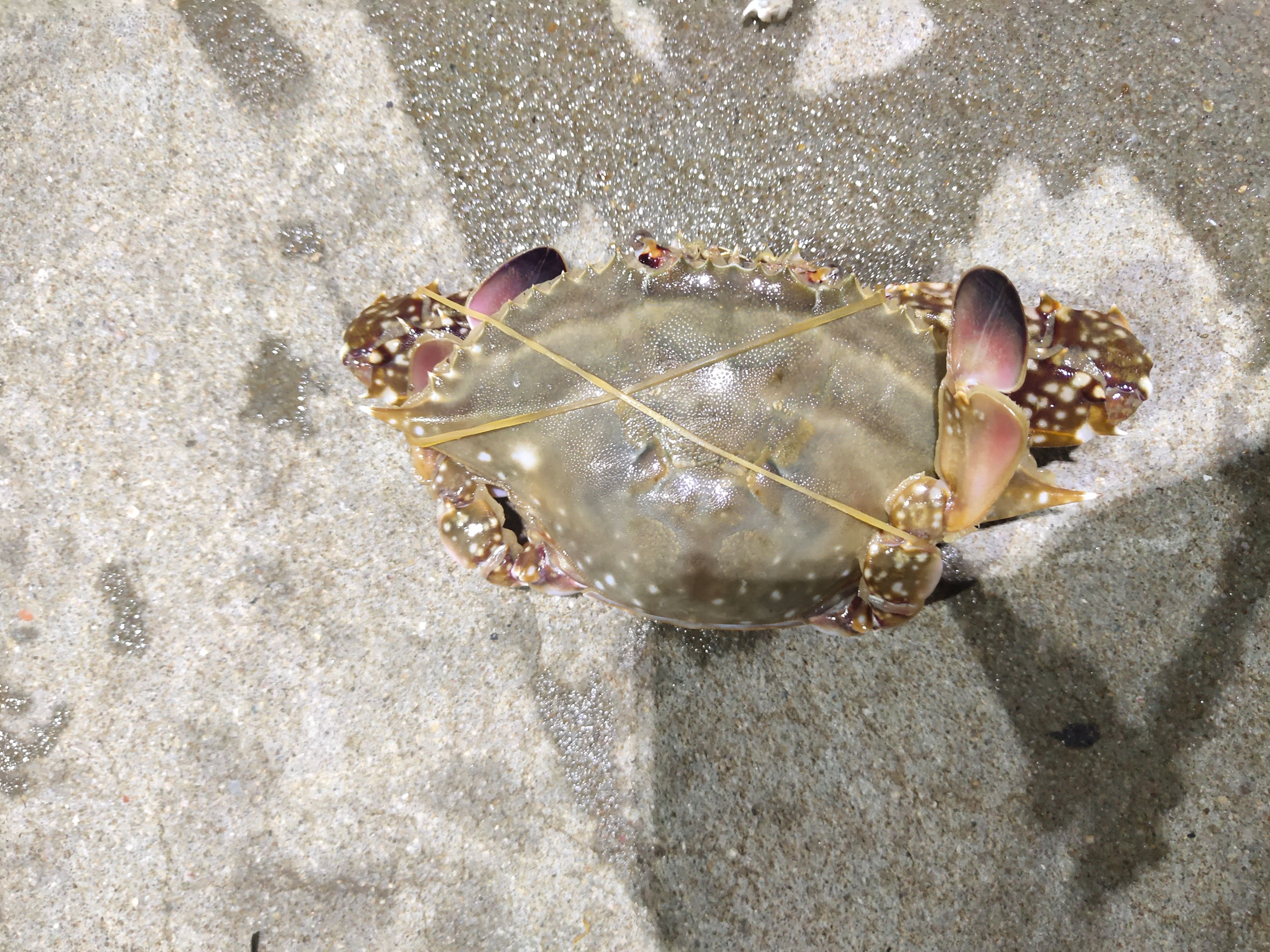 东海鲜活梭子蟹，可定制加工