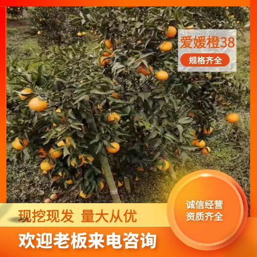 重庆市爱媛38号柑桔苗  爱媛38柑橘苗、早熟、皮薄肉多，果皮红润