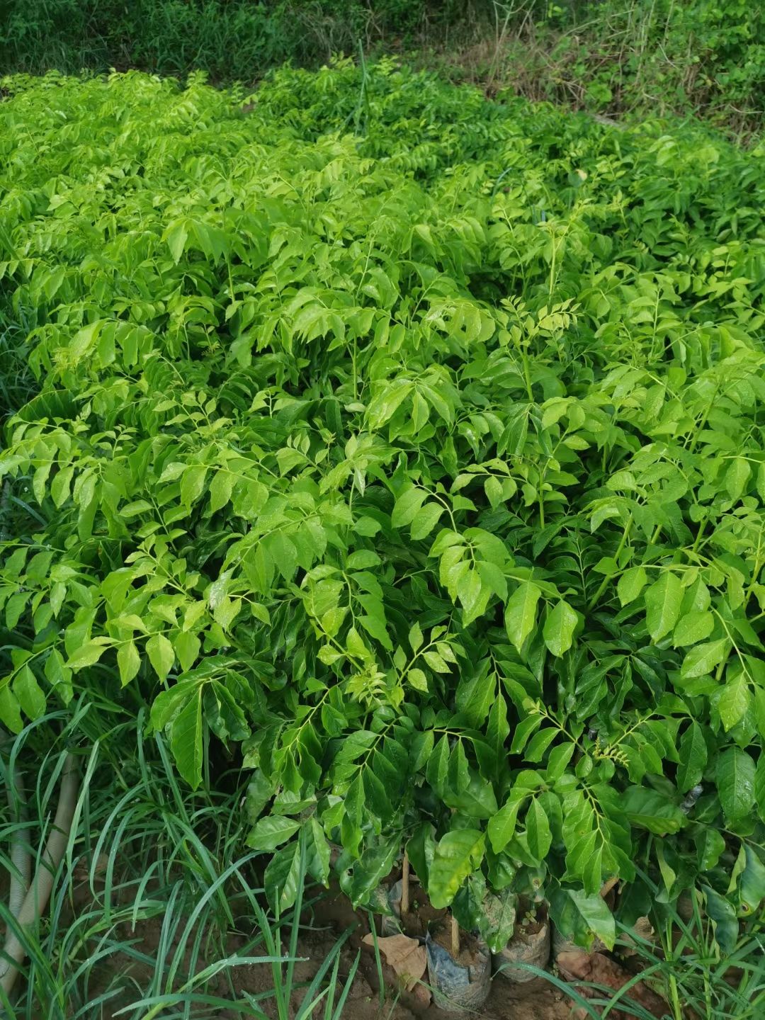 黄皮果苗  黄皮苗