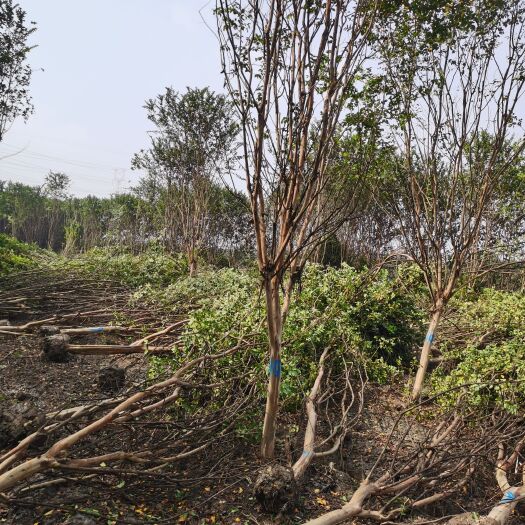 海宁市 出售占地紫薇