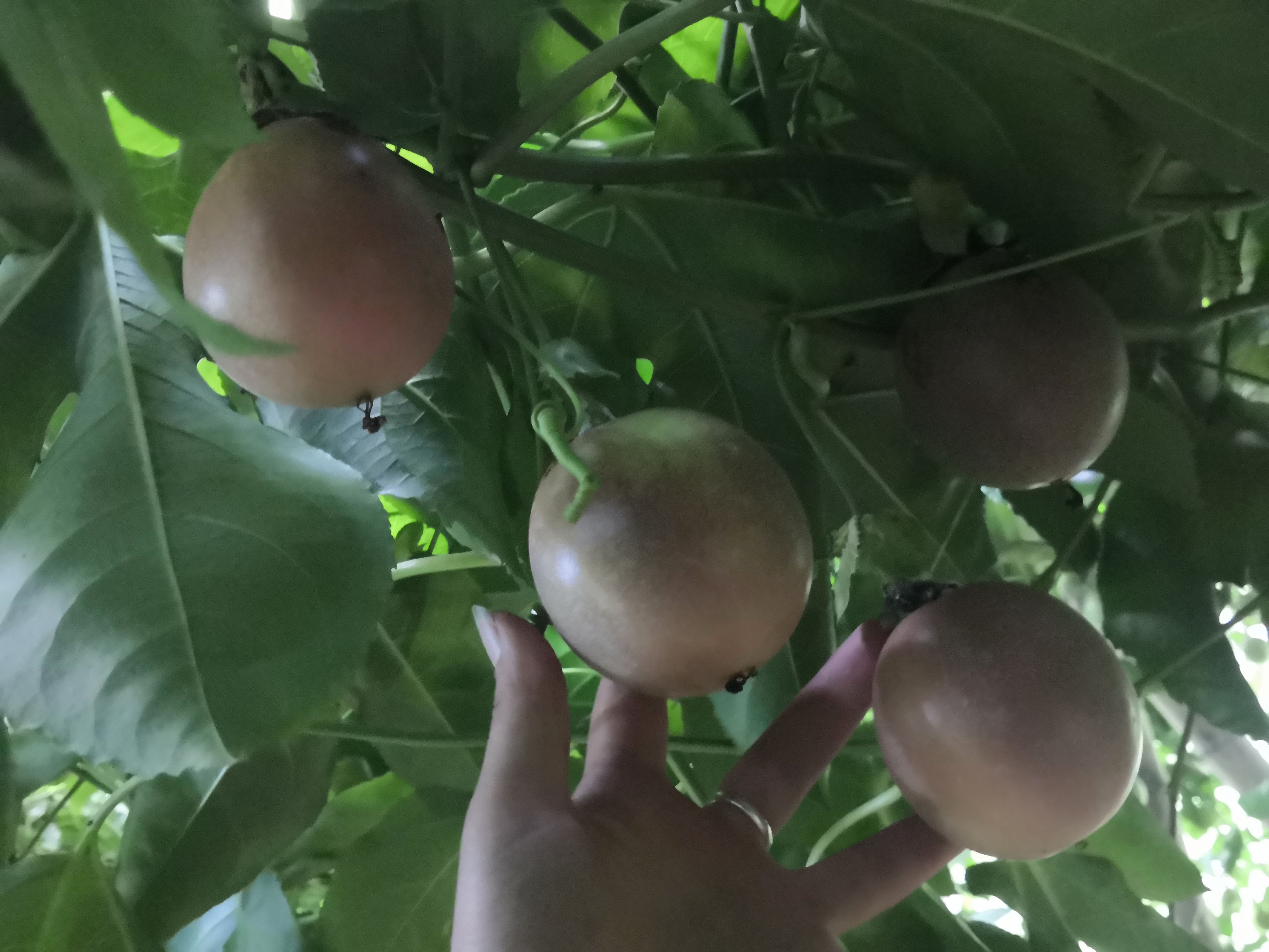 台农一号百香果  百香果