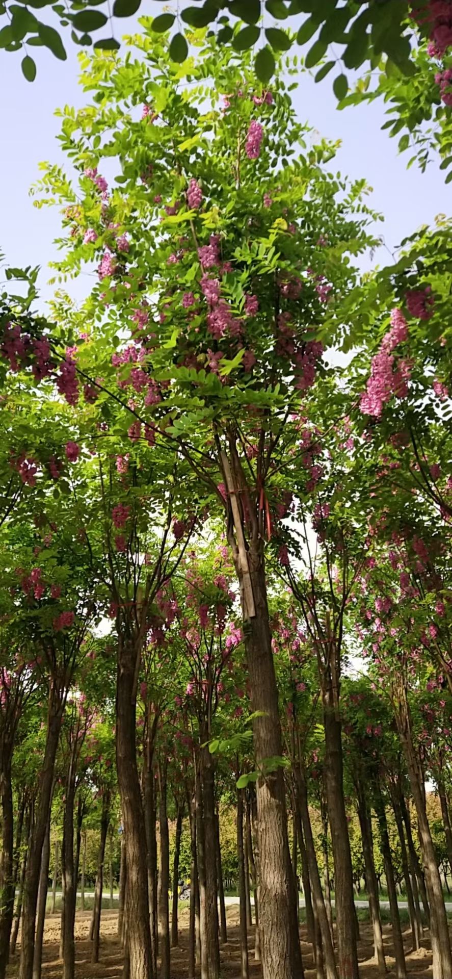 6-20公分嫁接香花槐，红花槐，红花洋槐