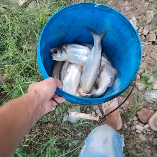 丹江口市翘嘴鲌鱼 水库翘嘴白鱼，冷水鱼 无土腥味 白色