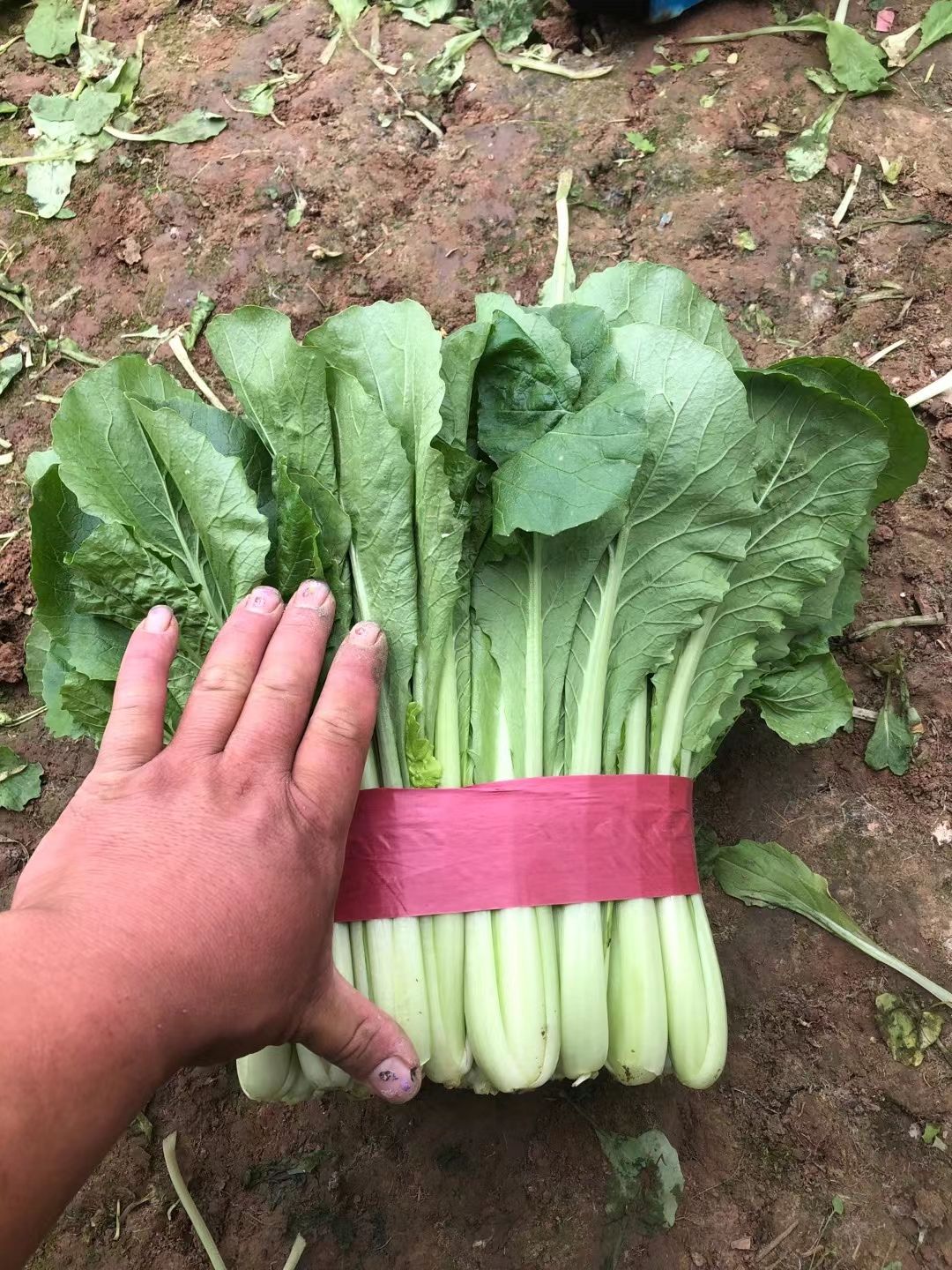 小白菜 我处小白菜大量上市另有各种蔬菜