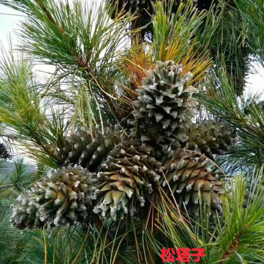 红松子（生) 东北松子