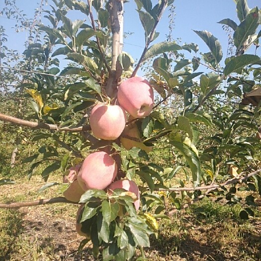灵宝市中秋王苹果 高山优果     香甜清脆   个大色艳