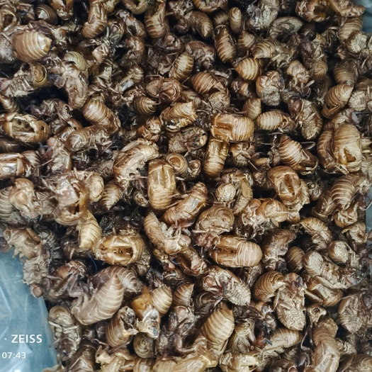 沈丘县 蝉蜕