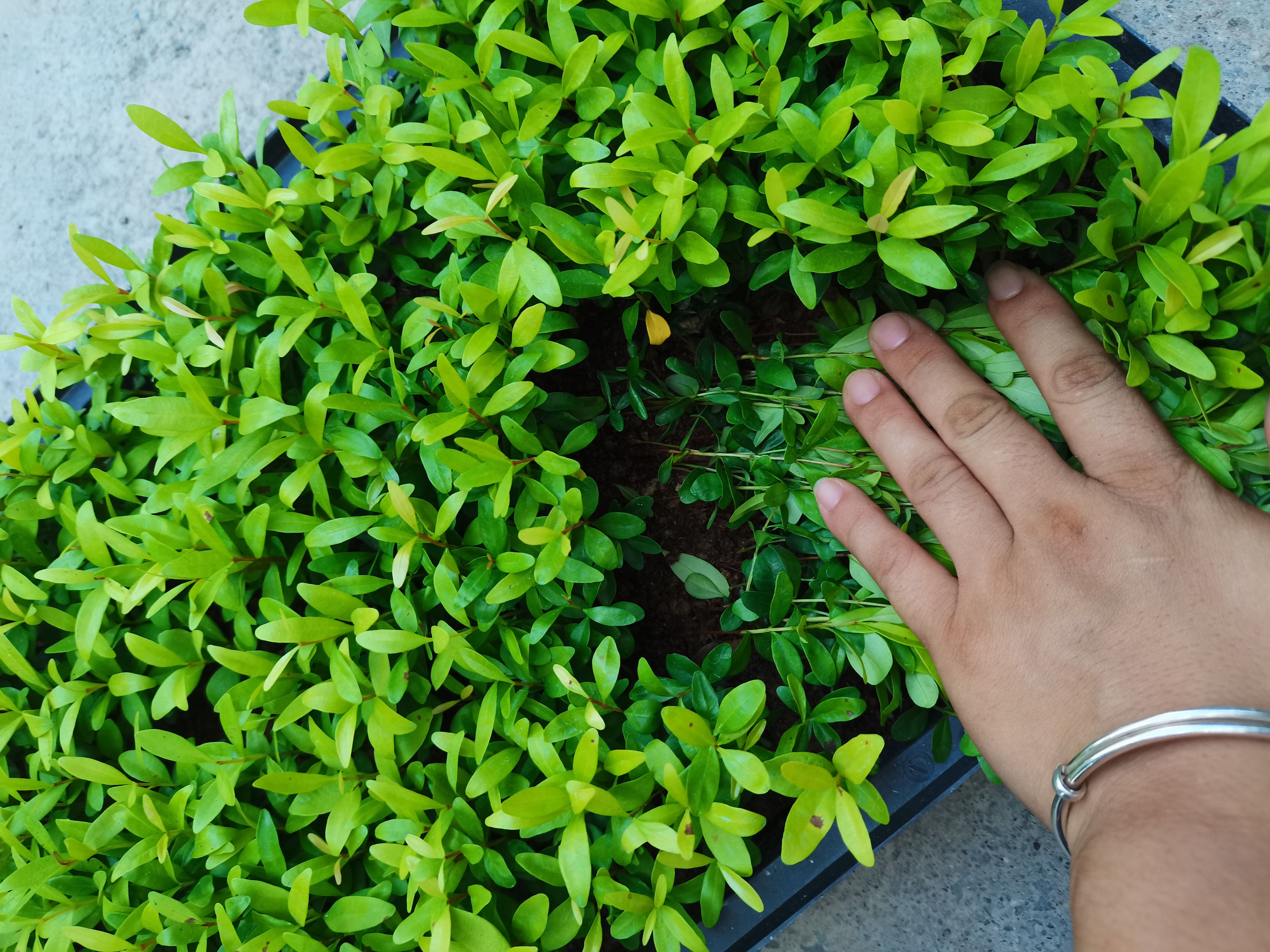 红车  红磷蒲桃  观叶植物 绿化园林用苗 基地直销