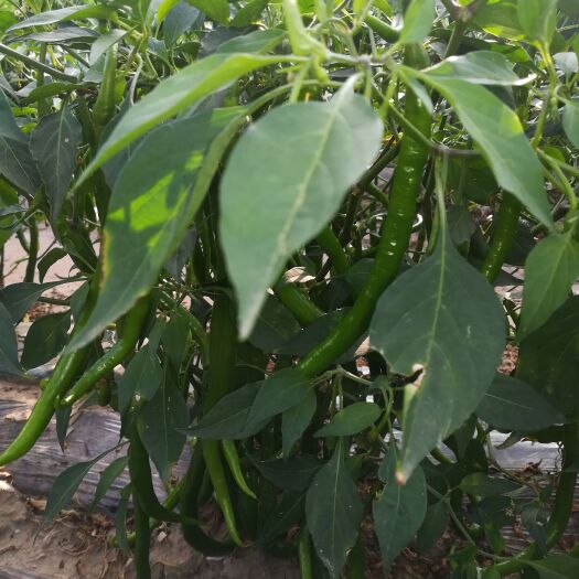蔚县线椒 质量优，现採现装