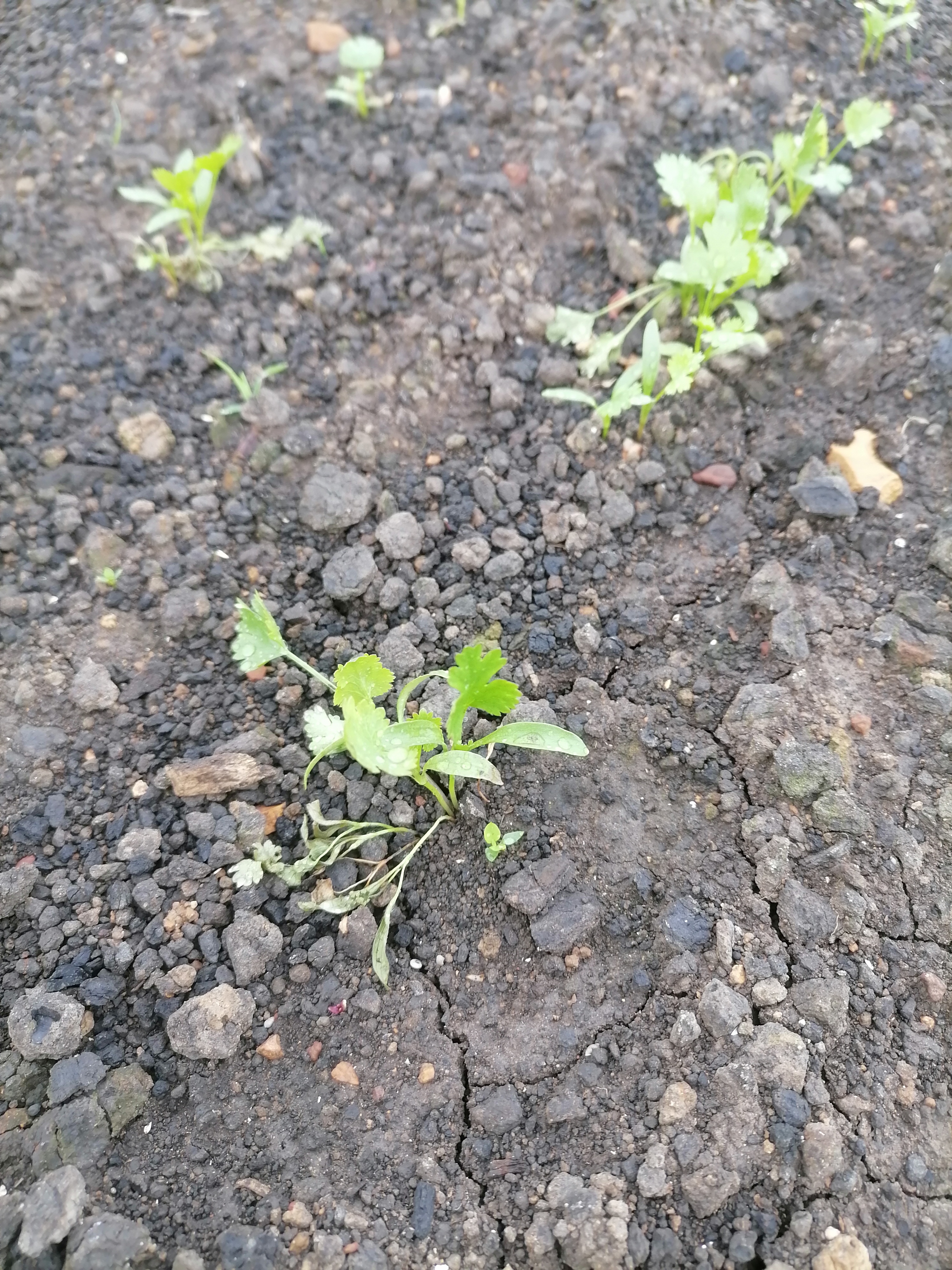 您好车老师香菜重茬病用什么药防治效果好