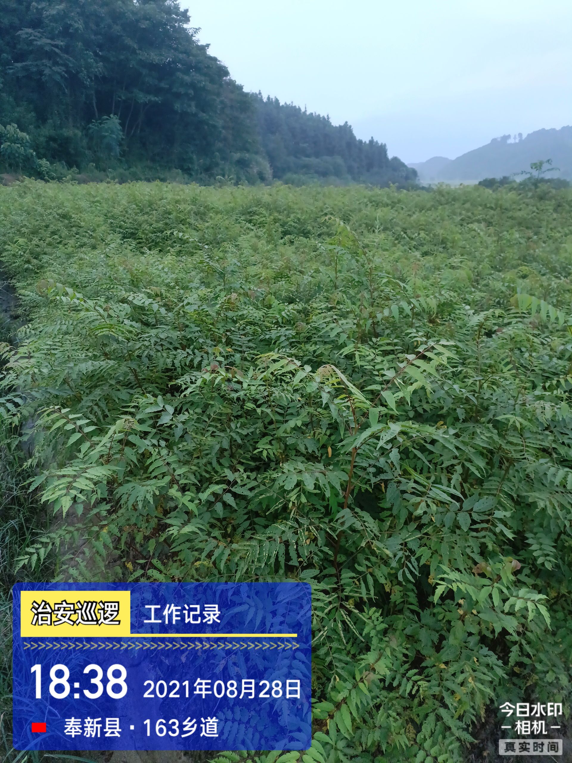 南酸枣树苗 供应南酸枣小苗，酸枣树苗，当年小苗供应