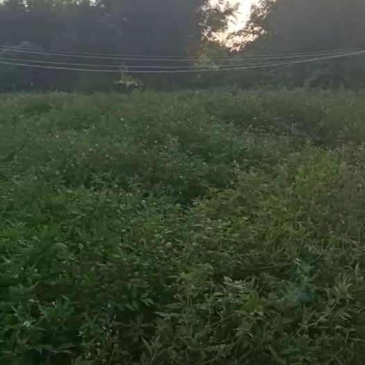 惠州旱地  惠州菜地出租