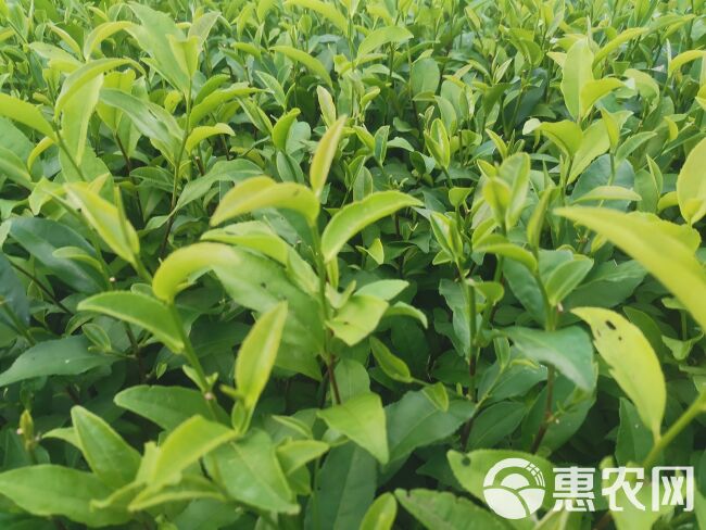 福云六号茶苗 福云6号茶树苗