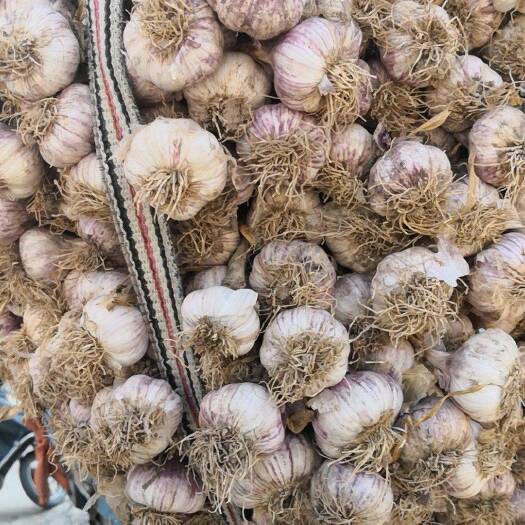 东平县红皮蒜 销售斑鸠店大蒜量大从优