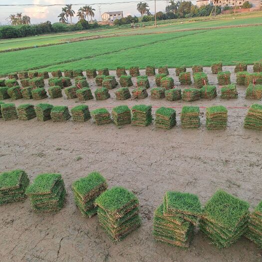 博罗县热销精品草块青草块草卷一手货源发货快