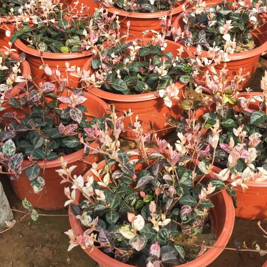 青州市 花叶络石基地，自产自销