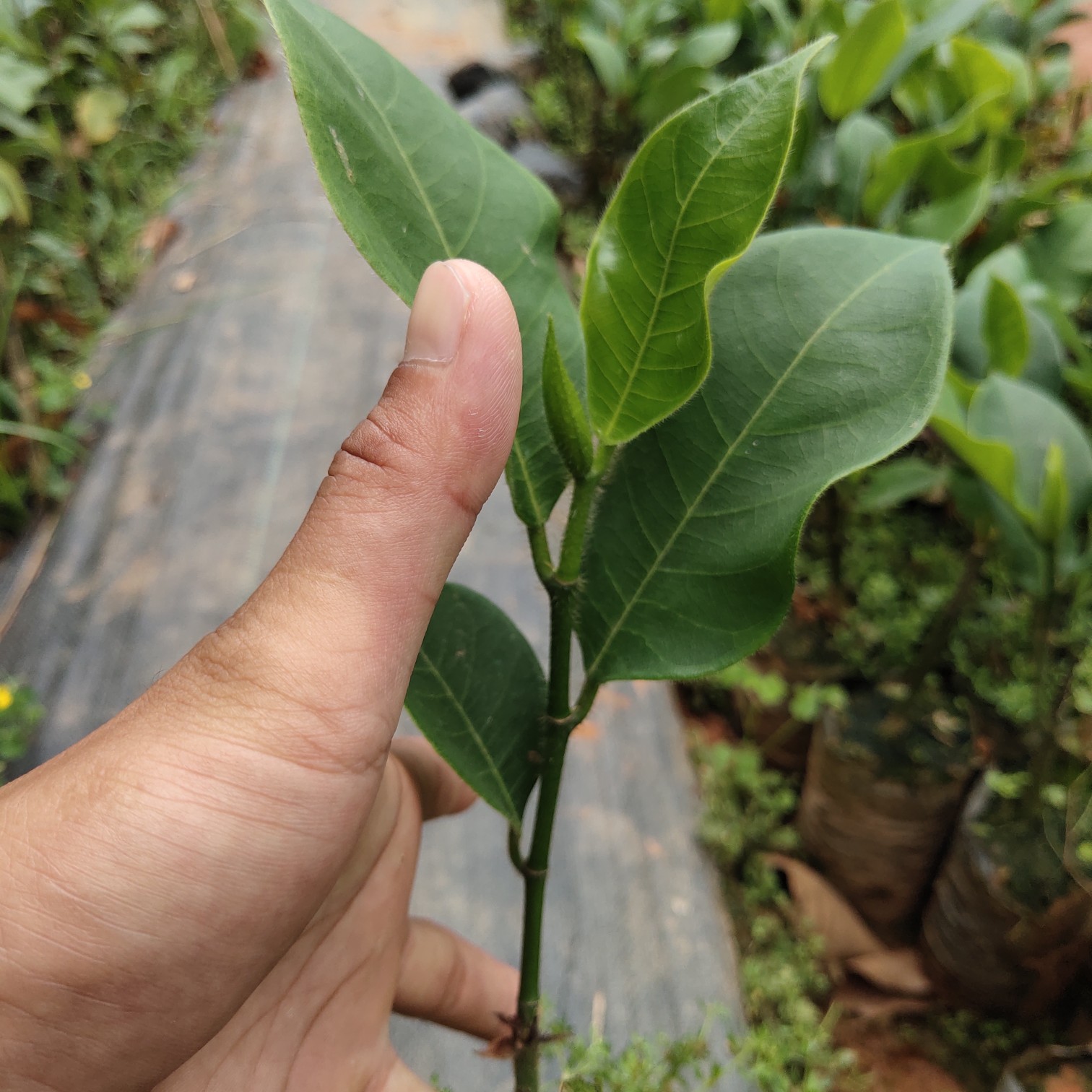 榴莲蜜树苗红肉黄肉榴莲蜜苗