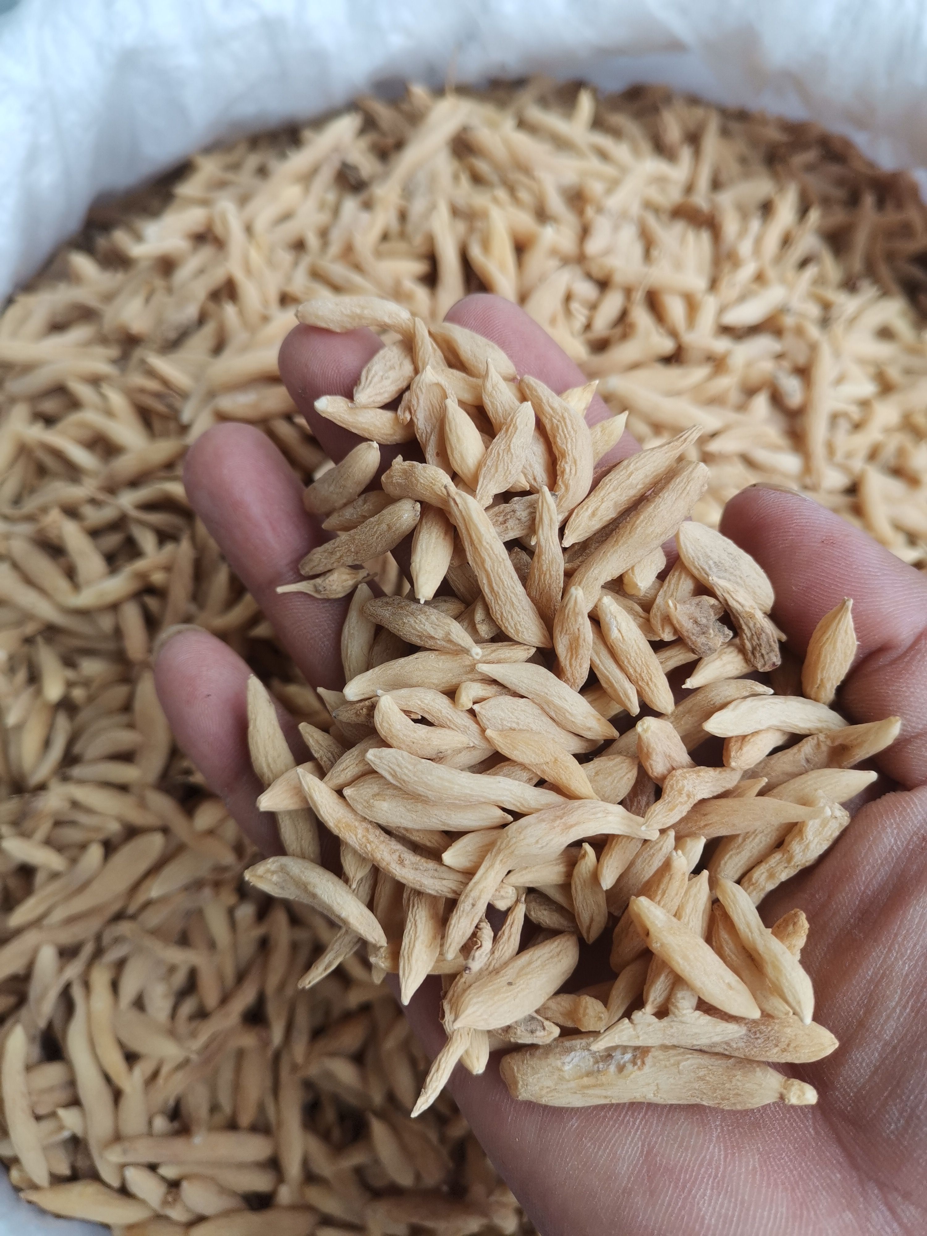 麦冬500克中药材无硫非麦冬籽干泡水麦门冬正品