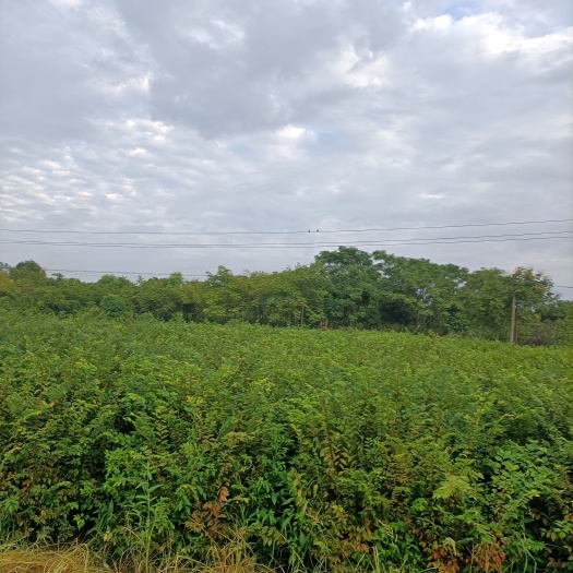 九江大叶朴  供应当年朴树到30公分