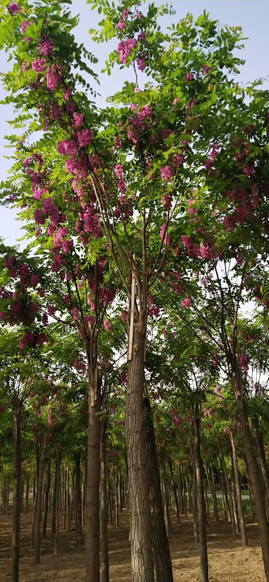 6-20公分嫁接香花槐，红花槐，红花洋槐