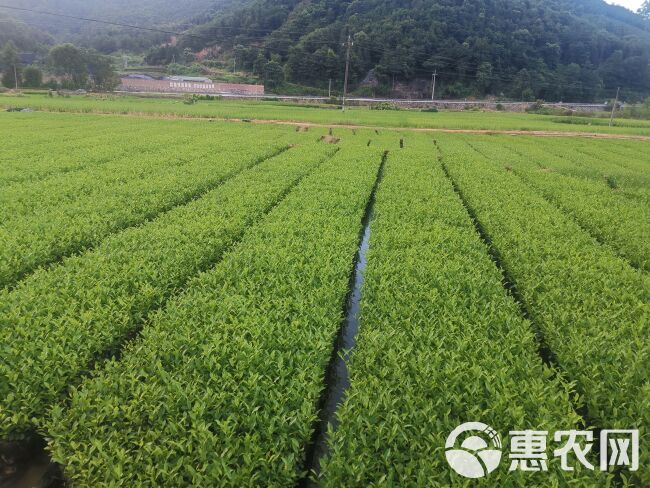 福云六号茶苗 福云6号茶树苗