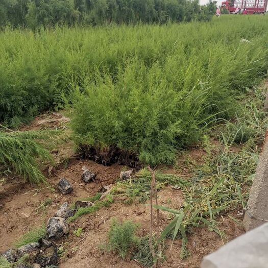 滨州红柳 盐松    柽柳