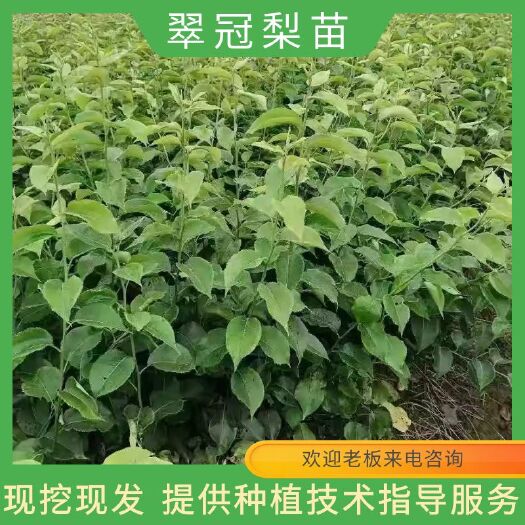 重庆市翠冠梨苗