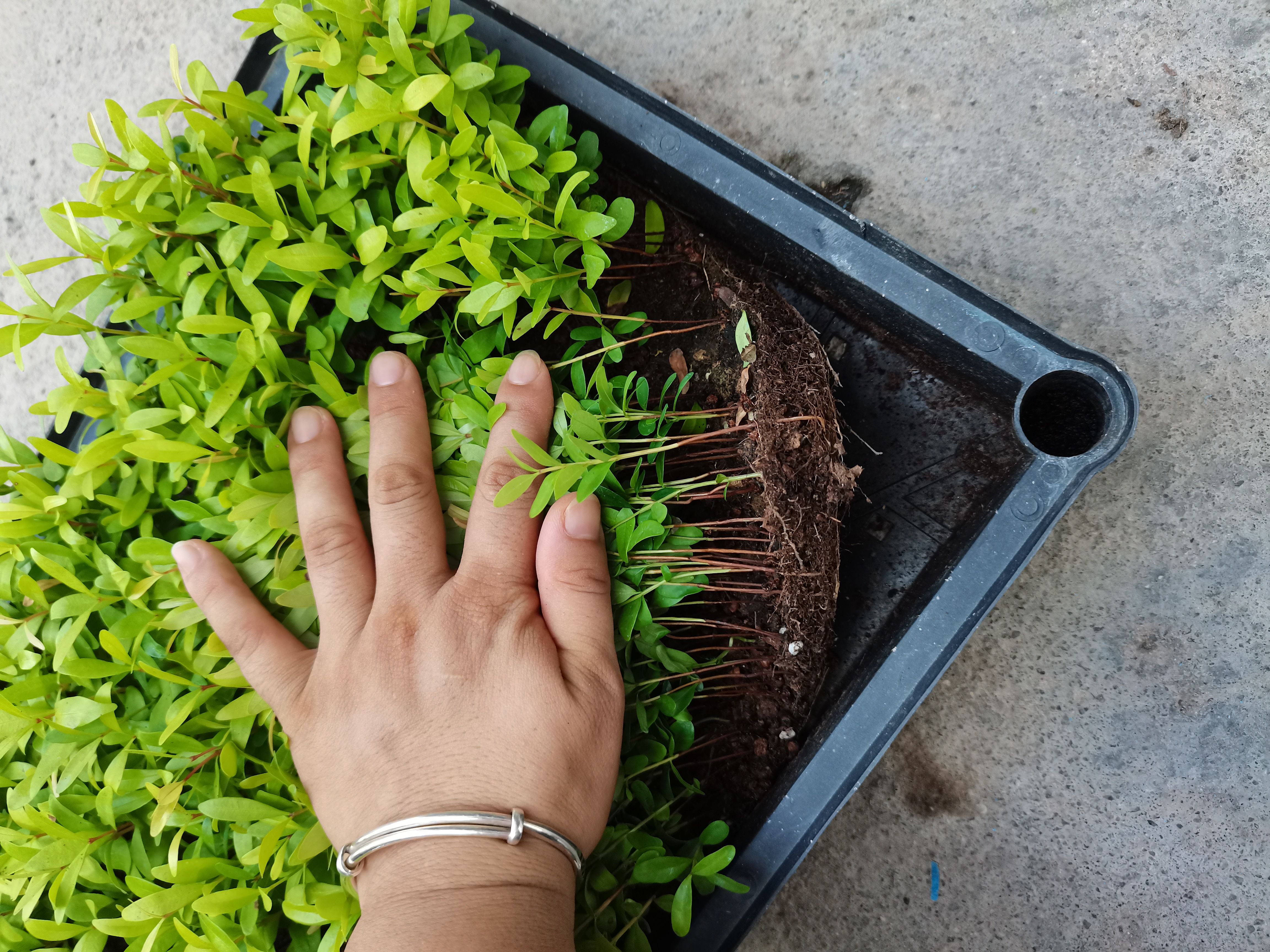 红车  红磷蒲桃  观叶植物 绿化园林用苗 基地直销