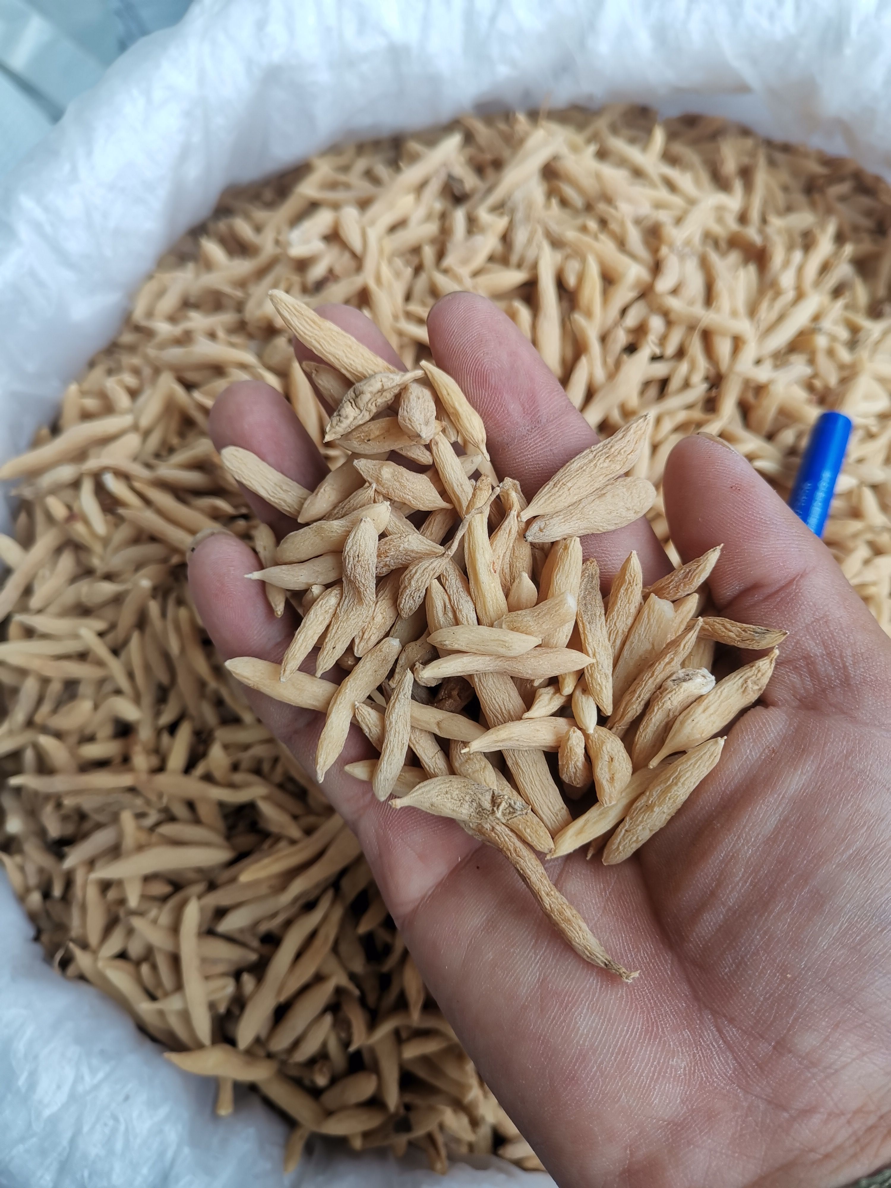 麦冬500克中药材无硫非麦冬籽干泡水麦门冬正品