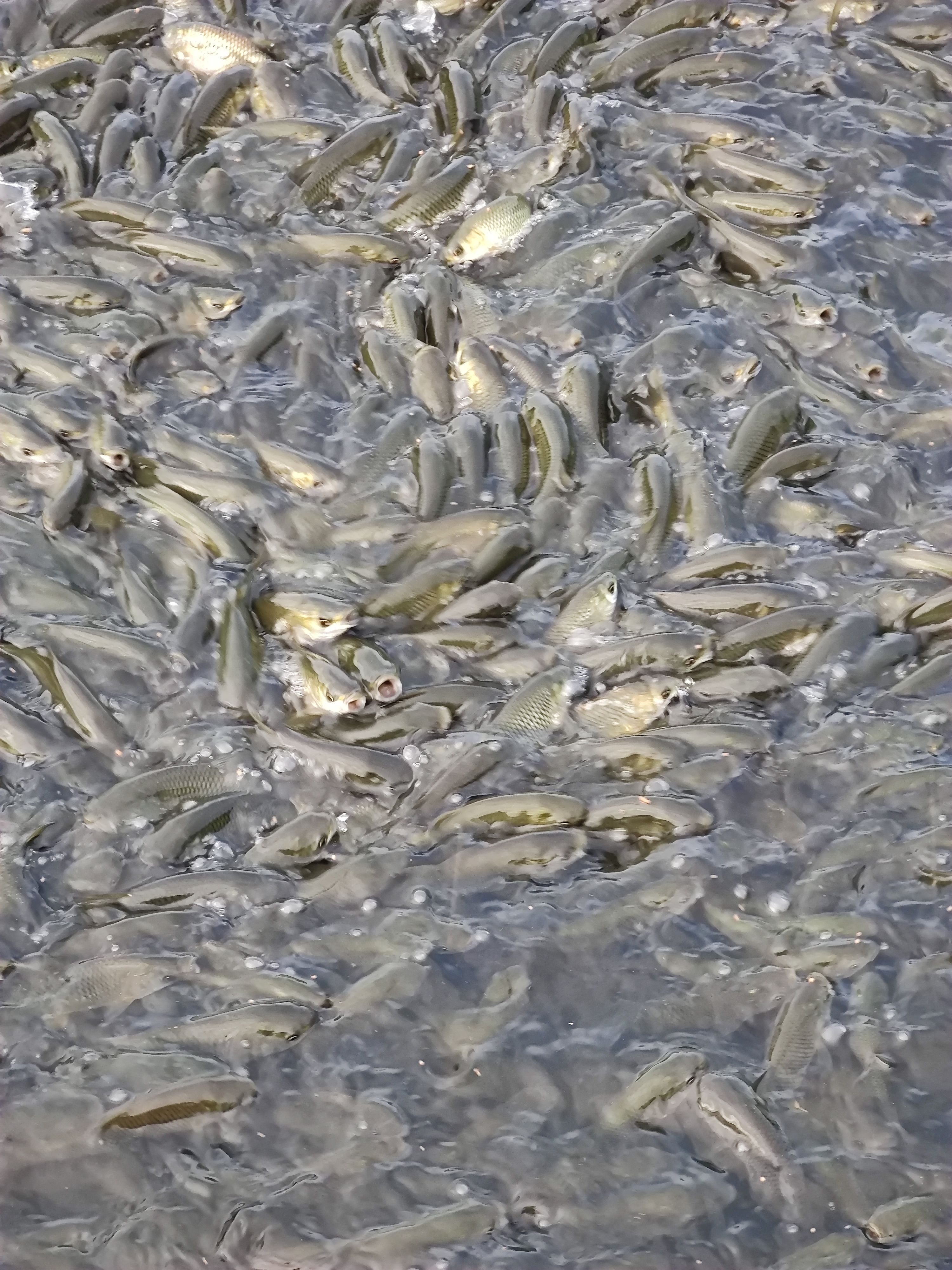 草鱼苗  基地直供