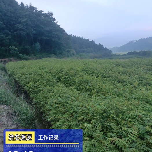 奉新县南酸枣树苗 供应南酸枣小苗，酸枣树苗，当年小苗供应