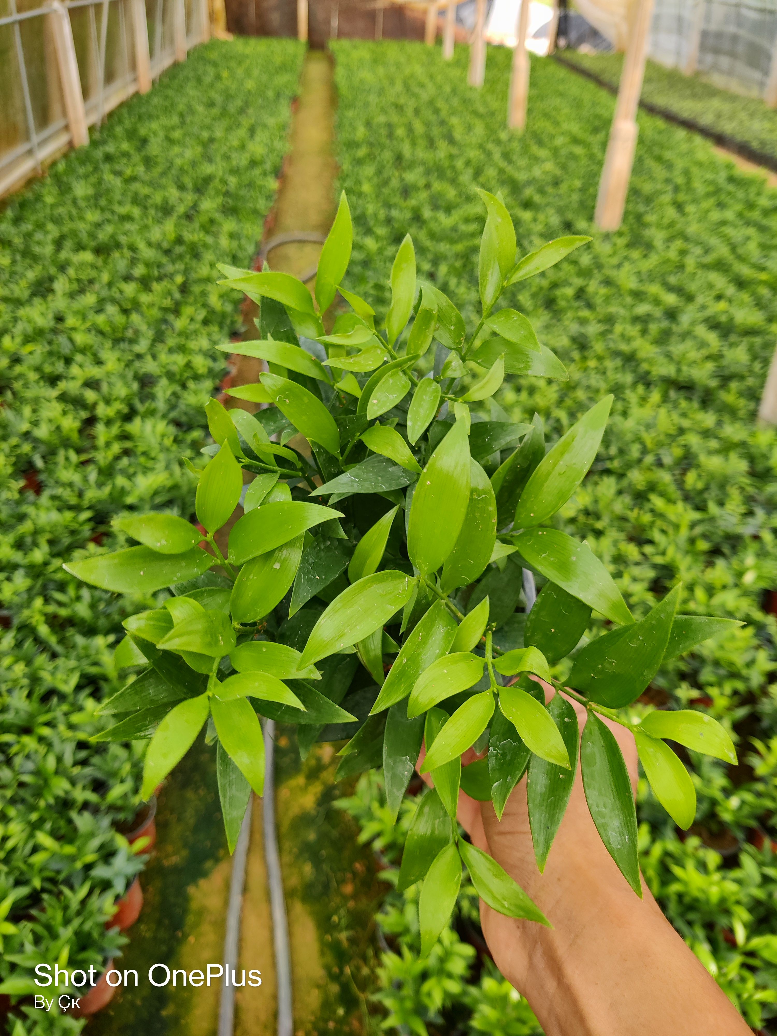 窄叶竹柏  竹柏盆栽。竹柏盆栽室内驱蚊植物平安竹清香绿植驱虫净化空气好养