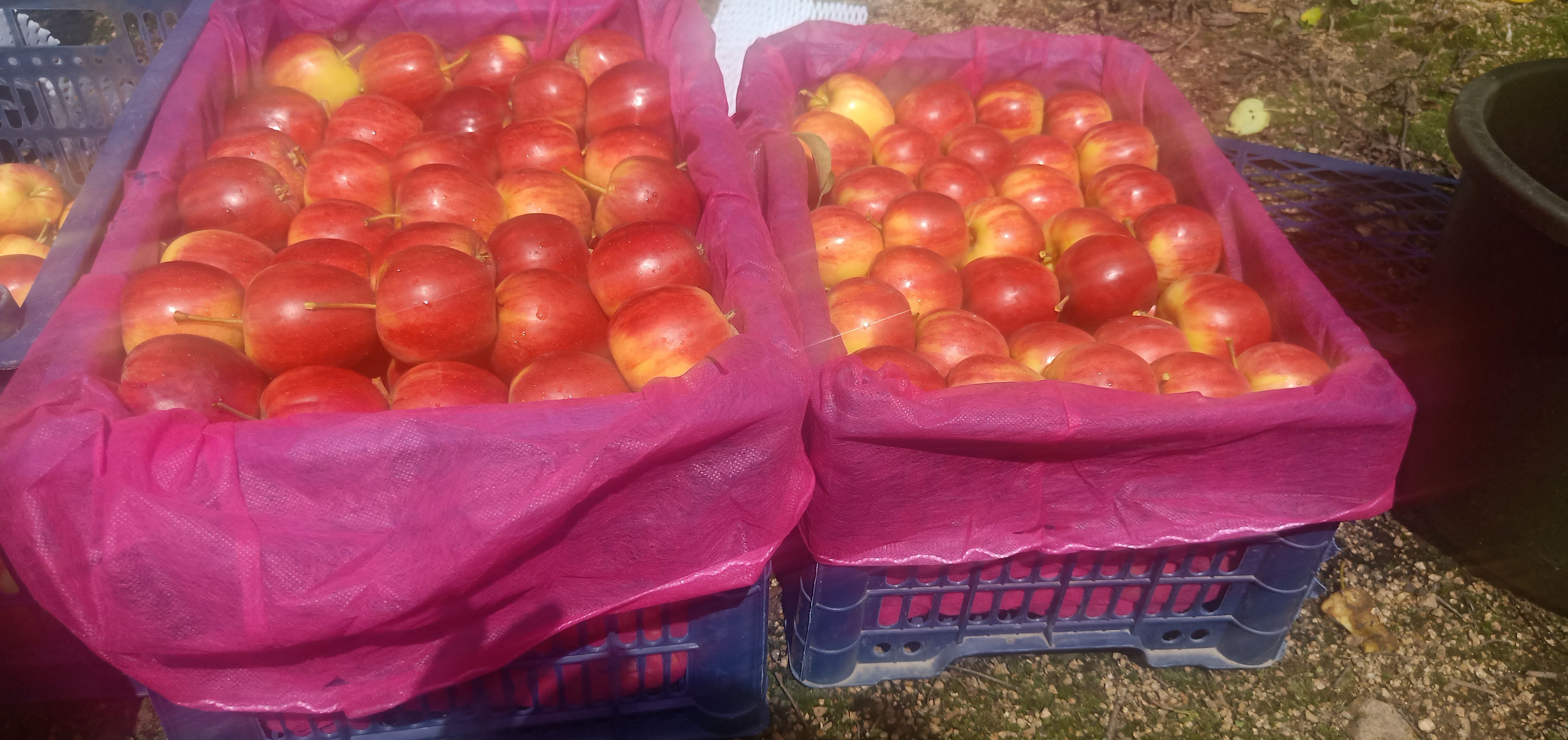 金红123  123果有效货，