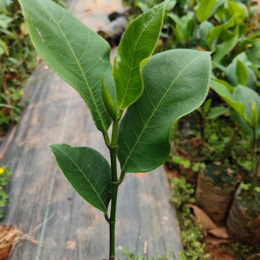 白沙县榴莲蜜树苗  红肉黄肉榴莲蜜苗