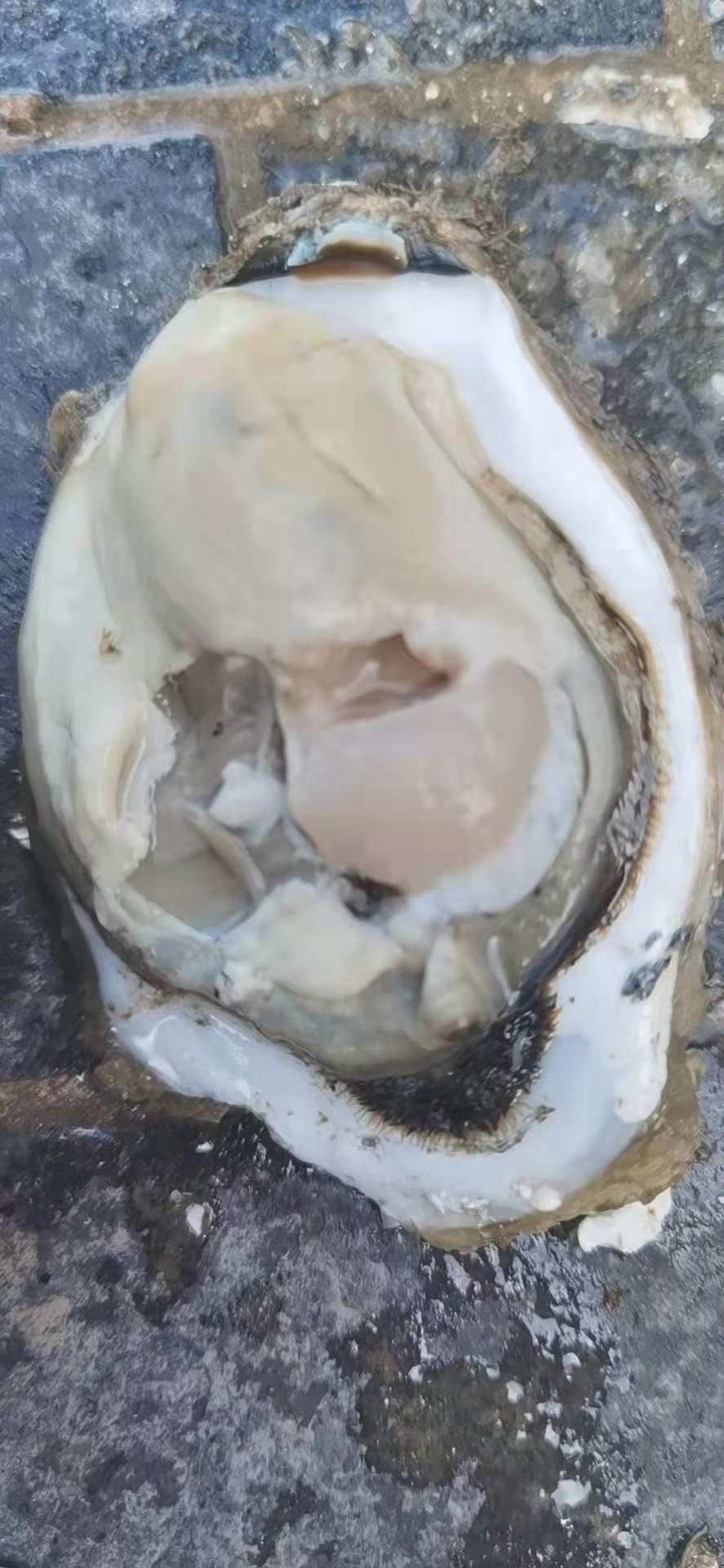  三倍体生蚝