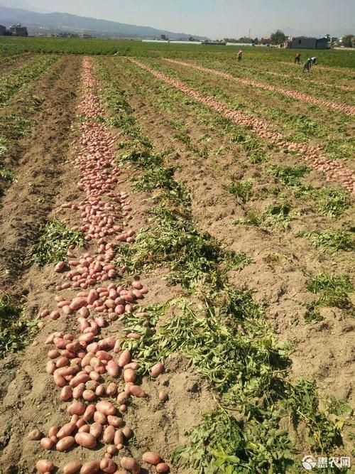 青薯9号 云南省昭通市威信县 3两以上