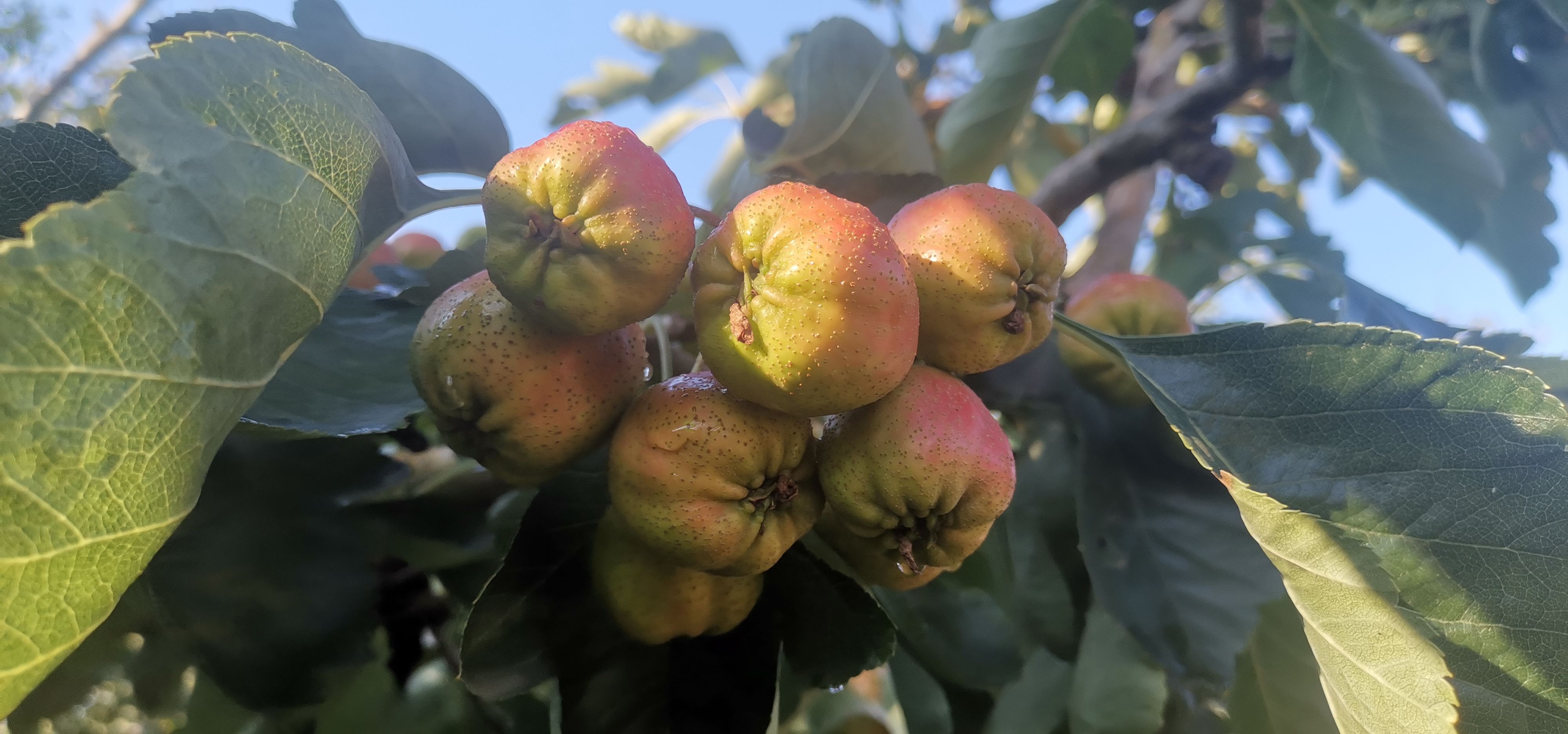 大绵球山楂  老区山楂，量大品质好！！