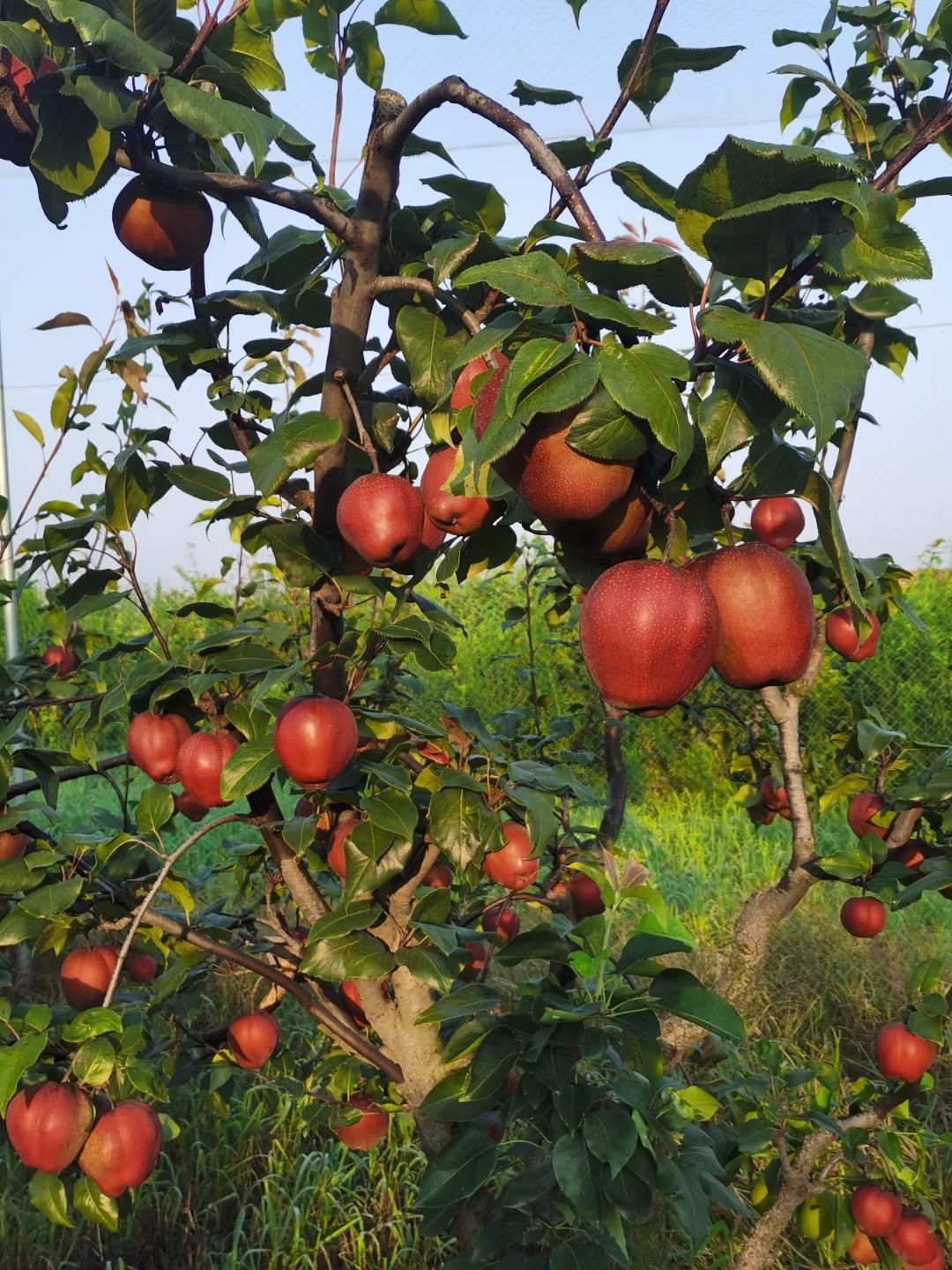  红梨/奥冠红梨/奥红一号红梨产地直供