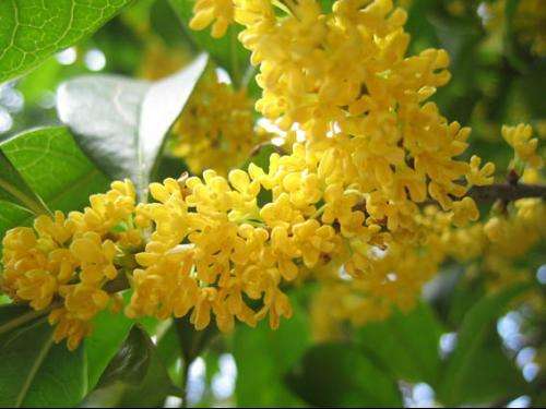 八月桂花树苗  金桂花树苗  有0.5～3公分桂花树苗待处理