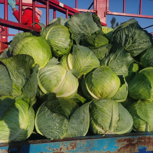 西吉县圆包菜  铁头包菜，十斤左右，加工厂专用