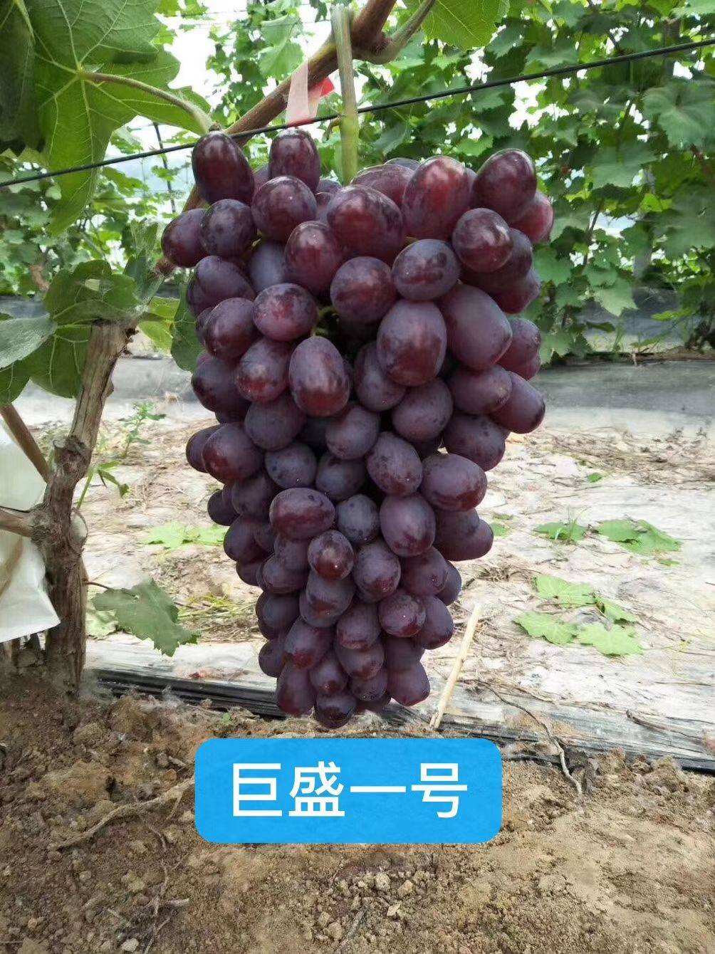巨盛一号葡萄苗  皮薄肉多香甜可口量大优惠可以来实地考察挖苗看苗签证诚信经营。