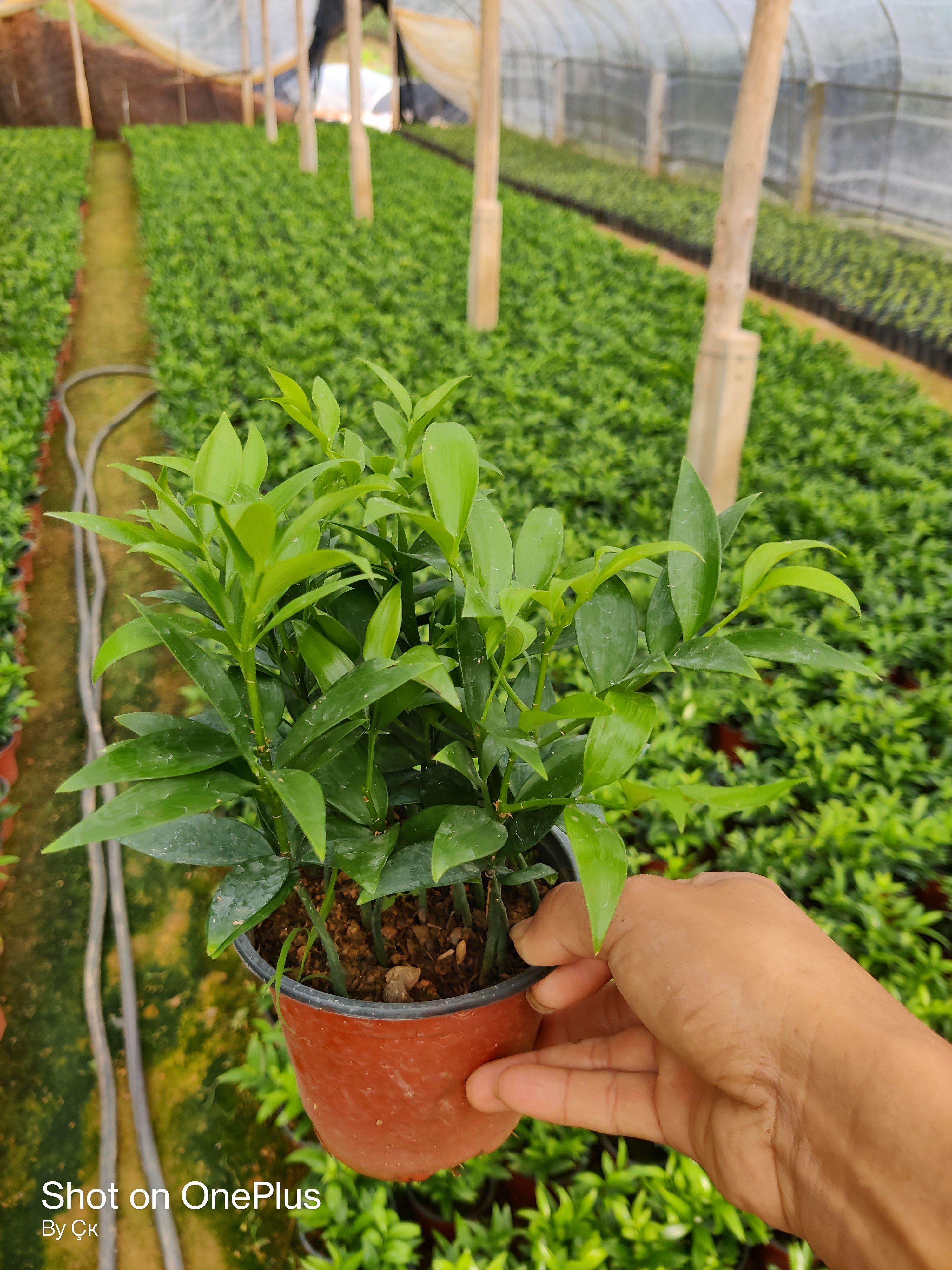 窄叶竹柏  竹柏盆栽。竹柏盆栽室内驱蚊植物平安竹清香绿植驱虫净化空气好养