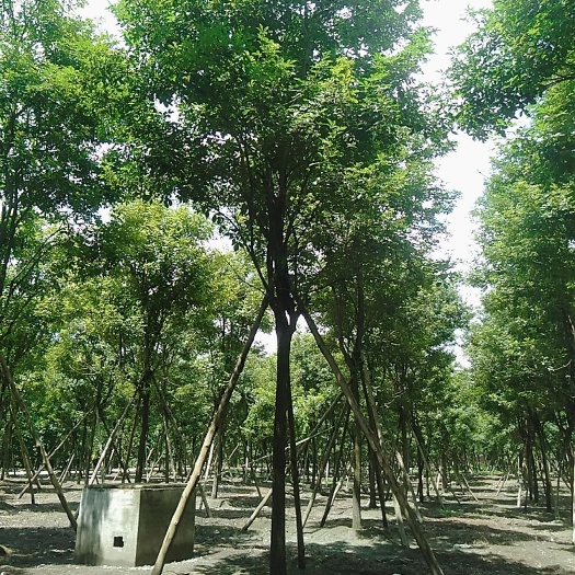 都江堰市黄花风铃木  多花风铃木，长期大量现货供应熟货