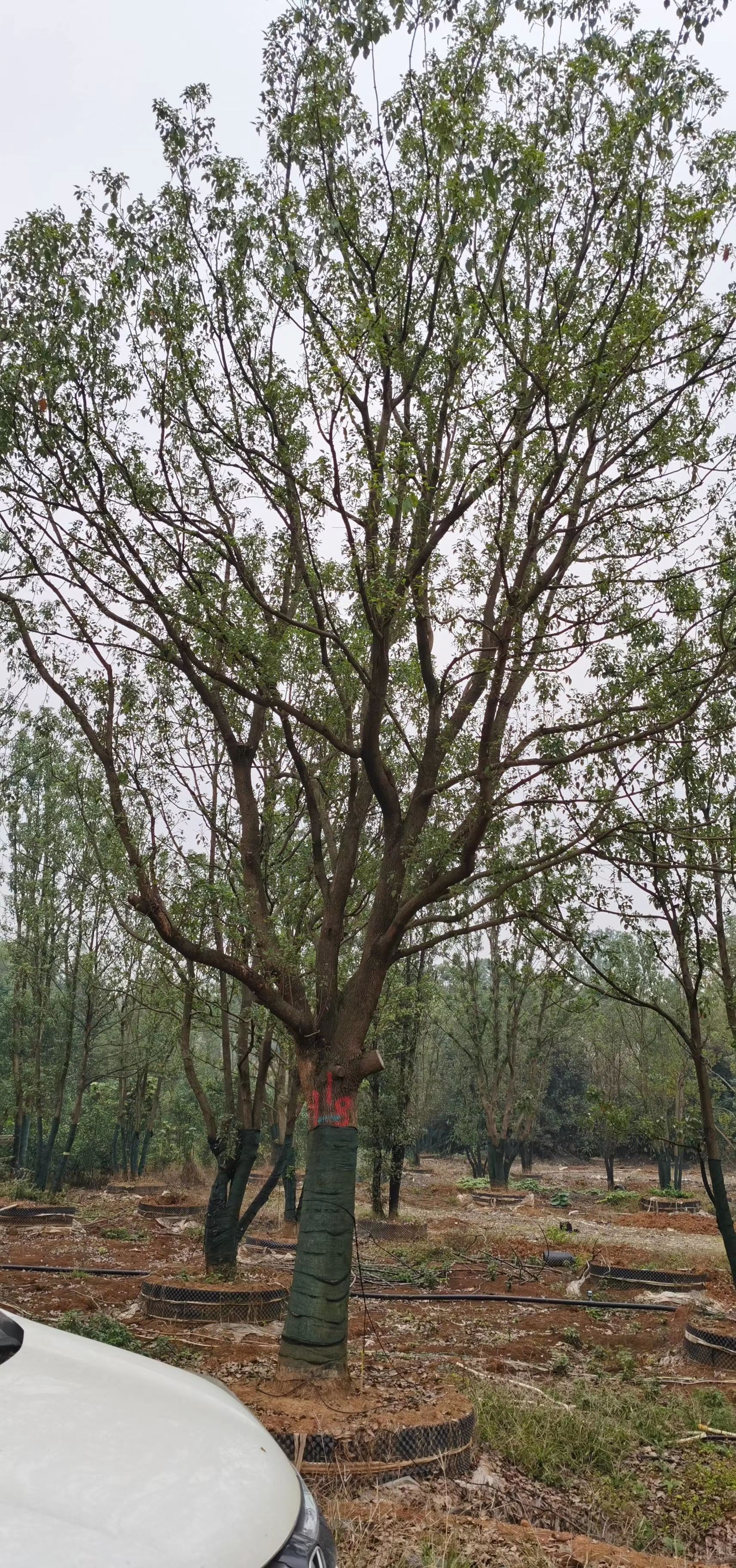 香樟 5米以上 12~14公分 20公分以上 3米以上 带土球发货