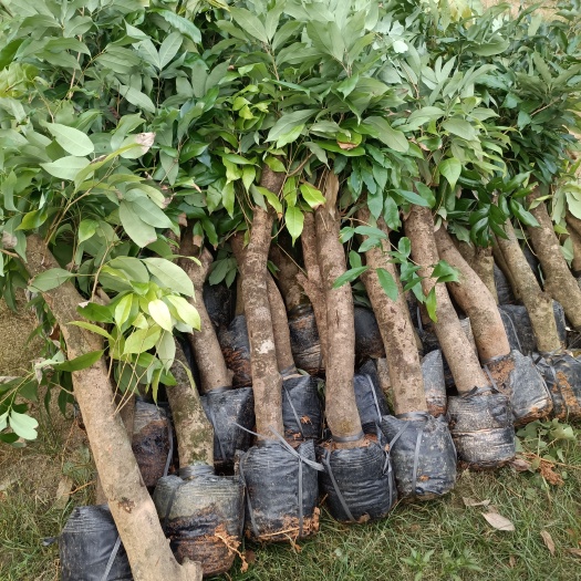 灵山县怀枝荔枝苗  荔枝高压苗5至10公分粗