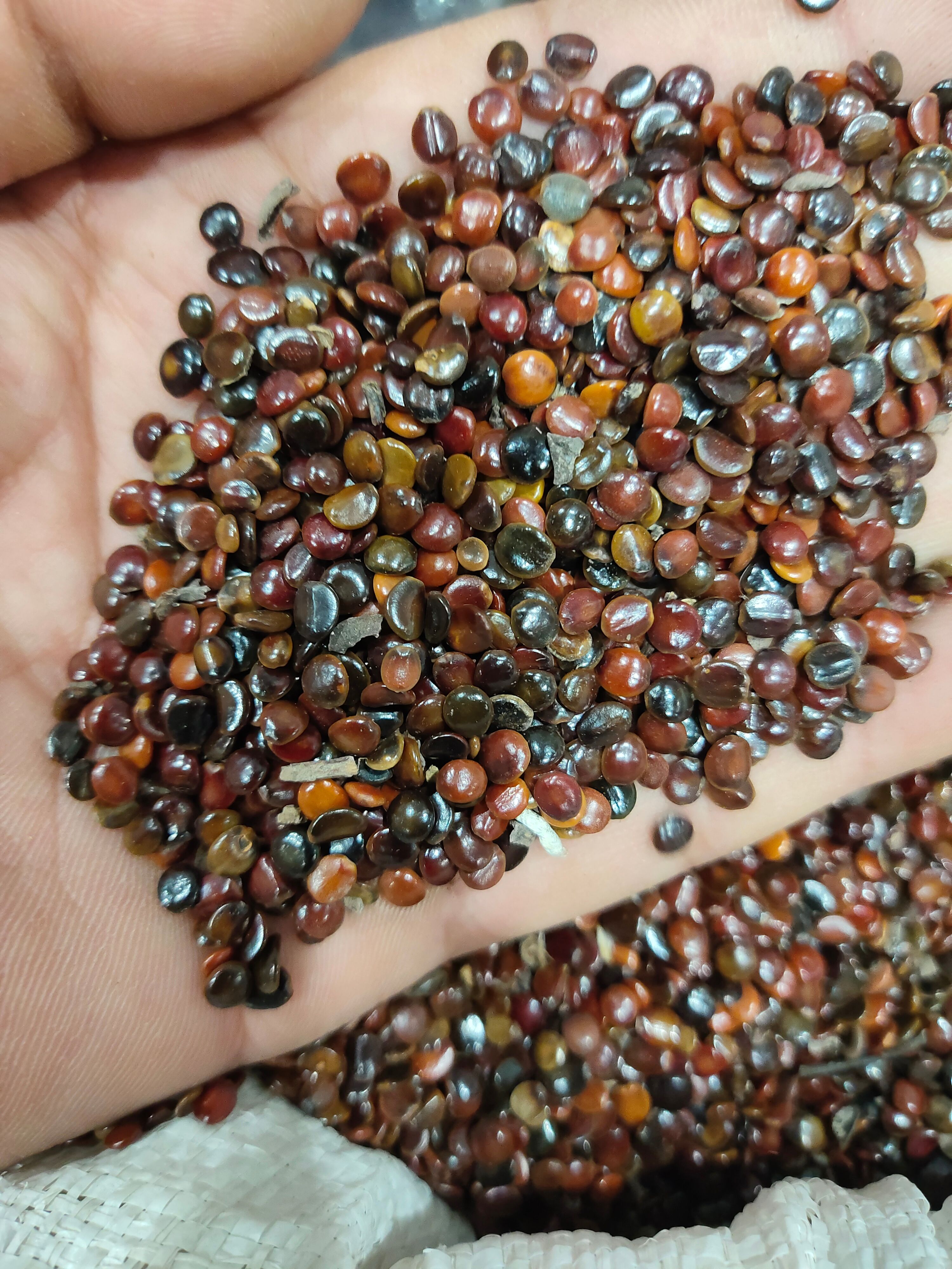 枳椇子，正品包检，拐枣子，