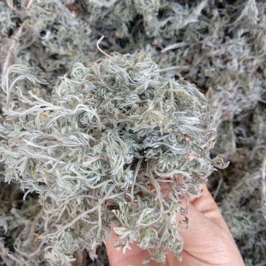 宁县新品茵陈    干净无杂物    干度好，