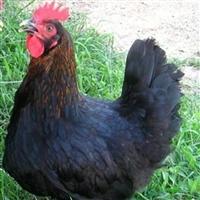  黑土鸡苗厂家直供，保证质量