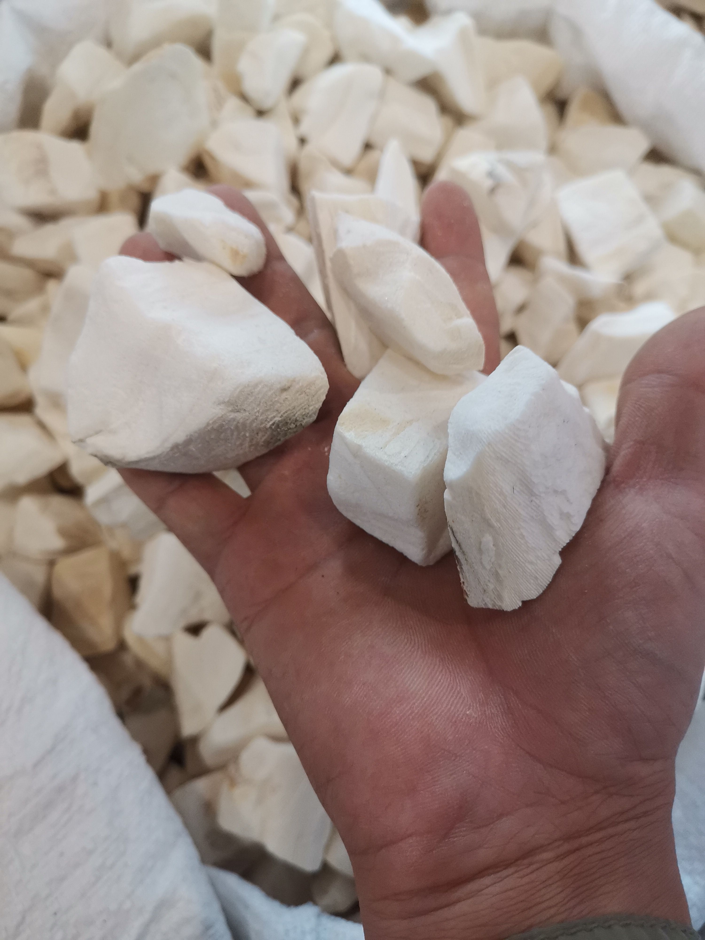 墨鱼骨海螵蛸去壳特级正品